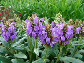 Prunella - Zielony ogród Maria Poliwodzińska Chełmno