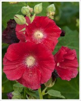 Malwa - Zielony ogród Maria Poliwodzińska Chełmno