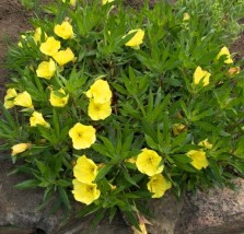 oentochora - Zielony ogród Maria Poliwodzińska Chełmno