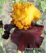 irys - Zielony ogród Maria Poliwodzińska Chełmno