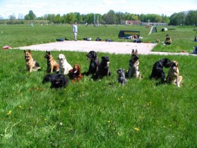 Szkolenie psów - Szkolenie psów Warszawa
