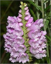 Psychostegnia - Zielony ogród Maria Poliwodzińska Chełmno