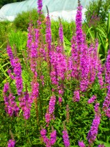 Lichmasja - Zielony ogród Maria Poliwodzińska Chełmno