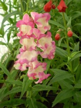 penstemon - Zielony ogród Maria Poliwodzińska Chełmno