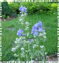 polemonium - Zielony ogród Maria Poliwodzińska Chełmno