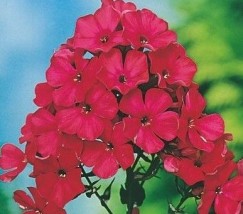 phlox peniculata - Zielony ogród Maria Poliwodzińska Chełmno