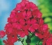 phlox peniculata - Zielony ogród Maria Poliwodzińska Chełmno