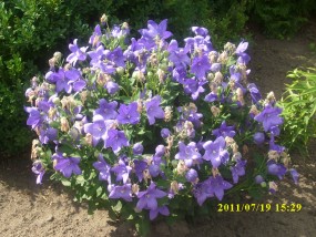 Platicodon - Zielony ogród Maria Poliwodzińska Chełmno