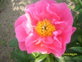 Peonia krzewiasta - Zielony ogród Maria Poliwodzińska Chełmno