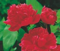 Piwonia - Zielony ogród Maria Poliwodzińska Chełmno