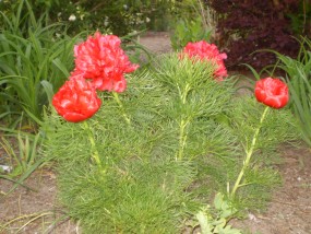 Piwonia delikatna - Zielony ogród Maria Poliwodzińska Chełmno