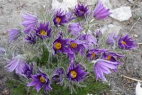 Pulsatilla - Zielony ogród Maria Poliwodzińska Chełmno