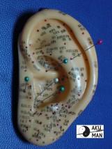 Aurikuloterapia nakłuwanie lecznicze uszu - Akupunktura i terapia manualna AKU MAN Warszawa