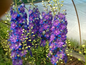 delphinium elatum nev milenium - gospodarstwo ogrodnicze floramarama Cyganka