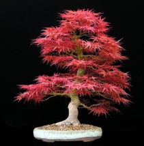 ACER ATROPURPUREUM - geomix12 Niewodna