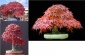 ACER ATROPURPUREUM Niewodna - geomix12