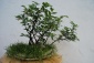 drzewko bonsai Święta - Jamadori-usługi