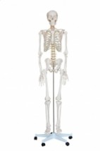 Szkielet człowieka - Ślężak-Bis Pomoce Dydaktyczne M. Galacki Ziębice