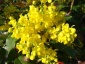 Mahonia Ostrolistna Niewodna - geomix12