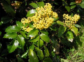 Mahonia Ostrolistna - geomix12 Niewodna