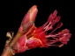 Klon czerwony Krzewy - Niewodna geomix12