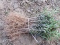 Ligustr zimozielony Krzewy - Niewodna geomix12