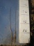 Morwa czarna Krzewy - Niewodna geomix12