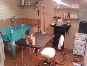dobry fryzjer dla psów w Swarzędzu - Strzyżenie Psów Swarzędz