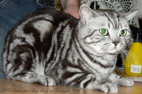 Kot Brytyjski rodowodowy - Hodowla Kotów Brytyjskich DOWGAR HILL Poddębice
