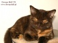 Poddębice Kot Brytyjski rodowodowy - Hodowla Kotów Brytyjskich DOWGAR HILL