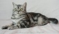 Koty Brytyjskie rodowodowe Kot Brytyjski rodowodowy - Poddębice Hodowla Kotów Brytyjskich DOWGAR HILL