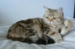 Poddębice Hodowla Kotów Brytyjskich DOWGAR HILL - Kot Brytyjski rodowodowy