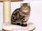 Kot Brytyjski rodowodowy Poddębice - Hodowla Kotów Brytyjskich DOWGAR HILL