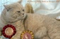Hodowla Kotów Brytyjskich DOWGAR HILL - Kot Brytyjski rodowodowy Poddębice