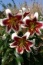Kwiaty Cebulki, kłącza kwiatowe - Deszczno Ben Garden Cebulki kwiatowe, rośliny ozdobne
