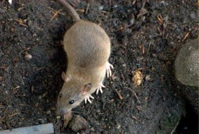 Deratyzacja - tępienie szczurów myszy gryzoni Gdynia Wejherowo Gdań - Dezynsekcja, Dezynfekcja, Deratyzacja - STABIO Gdynia