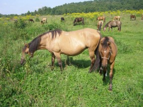 Nauka jazdy konnej - Stajnia Rusinowo Tuczno