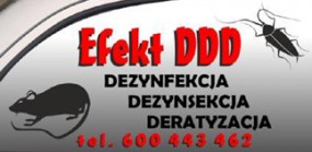 likwidacja szerszeni i os - Efekt DDD Dezynfekcja, Dezynsekcja, Deratyzacja Markowski Dawid Andrychów