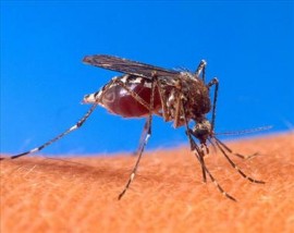 Zwalczane plagi komarów odkomarzanie Trójmiasto Pomorze Gdynia Puck - Dezynsekcja, Dezynfekcja, Deratyzacja - STABIO Gdynia