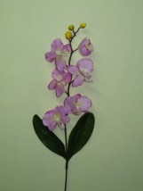 storczyk - P.H.U. Azalia Starachowice