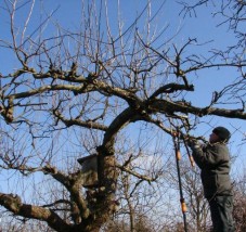 Ciecia drzew owocowych - Azalia Pielęgnacja Ogrodów Domysłów