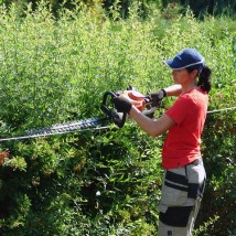 Strzyżenie żywopłotów - Azalia Pielęgnacja Ogrodów Domysłów