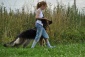 szkolenie psów treningi dla dzieci z psami - Szczecin Psia Farma Diana Olszewska