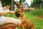 treningi dla dzieci z psami Szczecin - Psia Farma Diana Olszewska