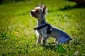 szkolenie psów szkolenie psów dla małych ras - Szczecin Psia Farma Diana Olszewska