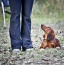 Psia Farma Diana Olszewska Szczecin - szkolenie psów dla małych ras