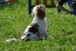 szkolenie psów dla małych ras szkolenie psów - Szczecin Psia Farma Diana Olszewska