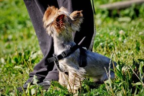 szkolenie psów dla małych ras - Psia Farma Diana Olszewska Szczecin