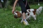 Szczecin treningi dla dzieci z psami - Psia Farma Diana Olszewska