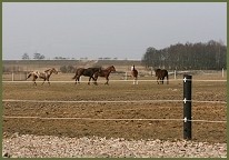 ogrodzenia elektryczne dla zwierząt, bydła - Borys Przedsiębiorstwo Wielobranżowe Gniezno